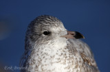 Ring-billed Gull