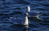 Adult Thayers Gull in front of an Adult Herring Gull