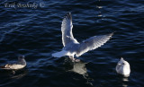 Adult Thayers Gull landing