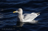 Adult Thayer's Gull