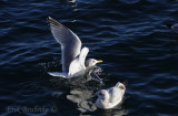 Adult Thayer's Gull