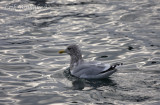 Adult Thayers Gull