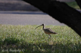 Long-billed Curlew