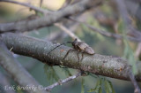 Very cool insects walking along the length of a branch!