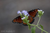 Queen butterfly
