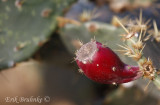 Prickly Pear Cactus