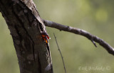 Sap coming off of a tree