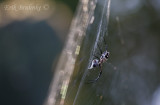 Spider with a meal