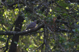 Common Ground-dove