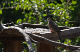Inca Dove
