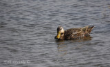 Mottle Duck