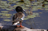 Northern Shoveler