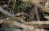 Common Paraque, with the help of the Canon 100-400mm lens