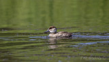 Ruddy Duck