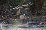 White-tipped Doves