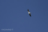 White-tailed Kite