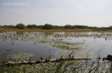 Habitat