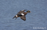 Drake American Wigeon