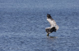 Brown Pelican