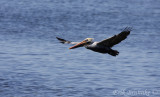 Brown Pelican