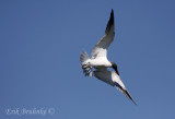 Caspian Tern