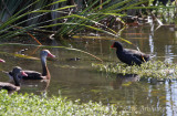 Common Moorhen and Black-bellied Whistling Duck