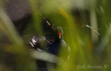 Common Moorhen