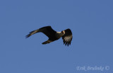 Crested Caracara