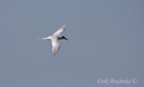 Forster's Tern