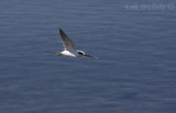 Forster's Tern