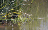 Green Heron