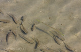 Beautiful fish in the brackish shallows