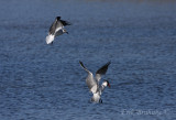 Laughing Gull and Caspian Tern