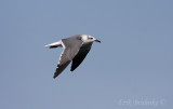 Laughing Gull