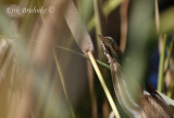 Least Bittern