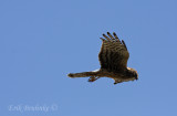 Northern Harrier (adult female)
