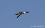 Male Northern Pintail