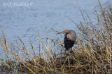 Reddish Egret