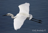 White-morph Reddish Egret