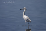 White-morph Reddish Egret