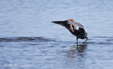 Reddish Egret doing some intense canopy fishing