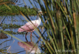 Roseate Spoonbill