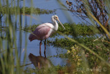 Roseate Spoonbill
