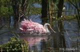 Roseate Spoonbill splashing around