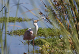 Roseate Spoonbill