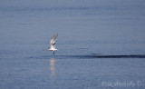 Royal Tern