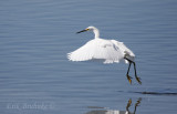 Snowy Egret