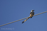 Scissor-tailed Flycatcher