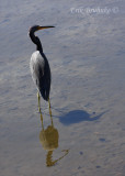 Tricolored Heron. Can you find all three?