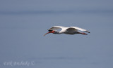 White Ibis